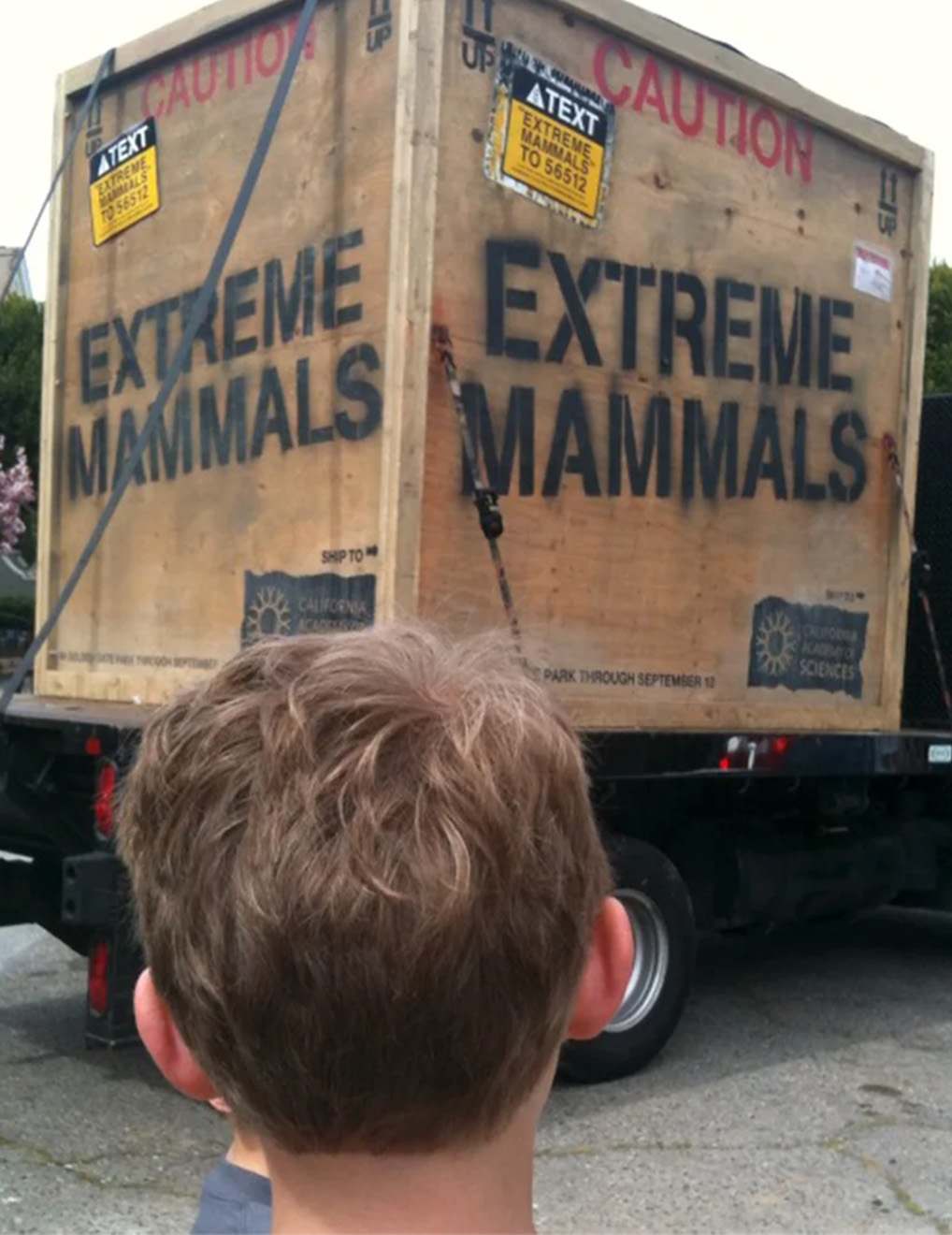 California Academy of Sciences: Extreme Mammals